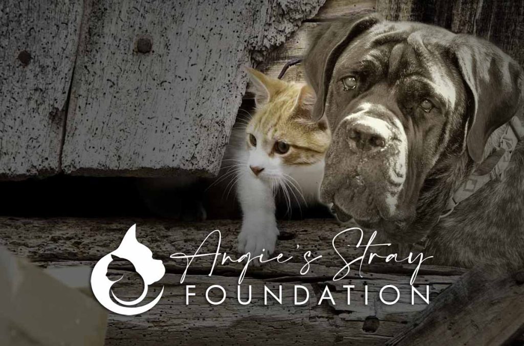 Angies Stray Foundation, Inc.