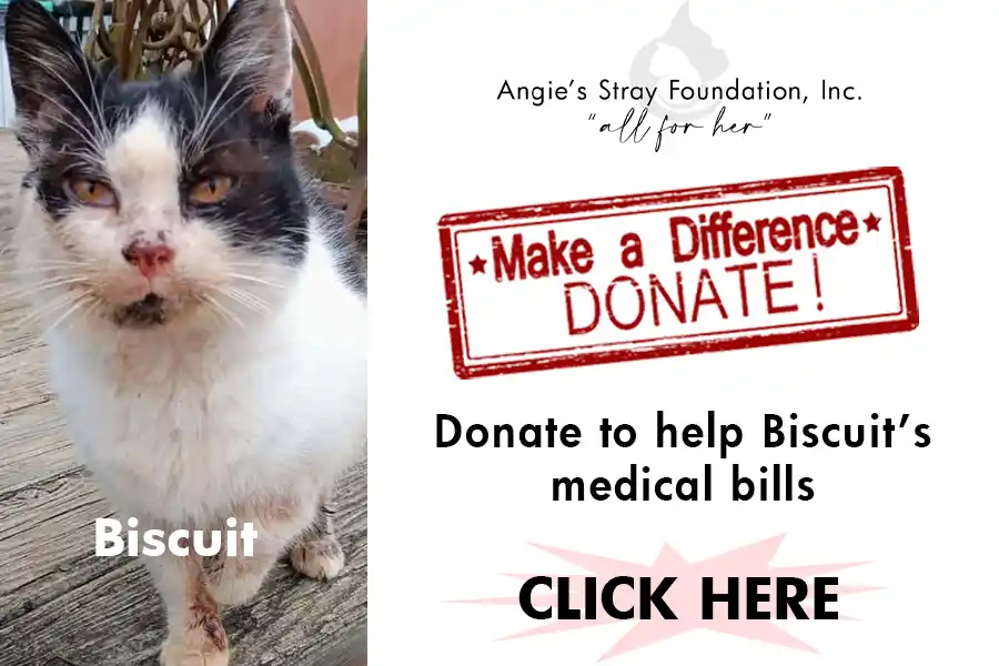 Click to donate to Biscuit's medical Bills